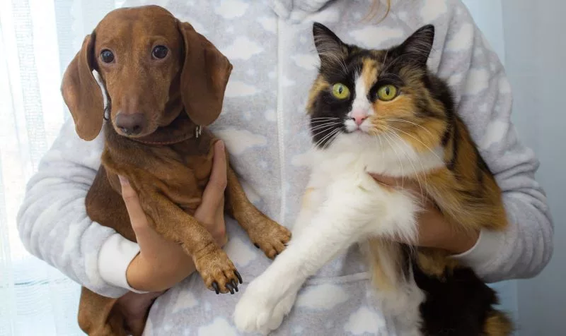Urnes funéraires pour animaux Chat et Chien, animaux de compagnie