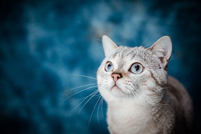 Chat